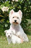 WESTIE 521